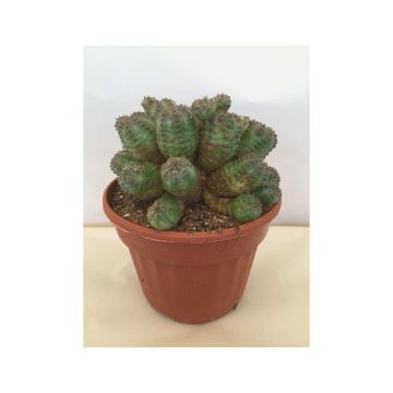 Euphorbia fruticosa Inermis - Wolfsmelk