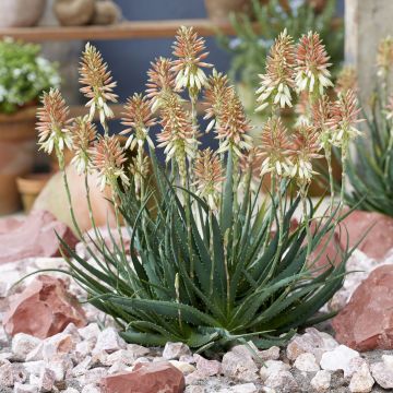 Aloe Safari Sunrise - Kandelaar aloë