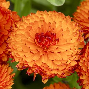 Calendula officinalis Néon (zaad) - Goudsbloem