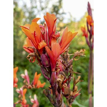 Canna  Grand Duc -Indisch bloemriet