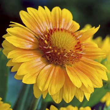 Gaillardia Arizona Apricot (zaad) - Kokardebloem