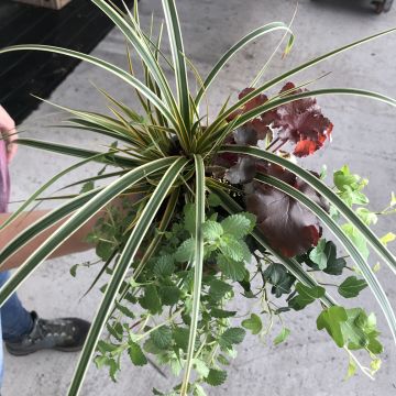 Najaar Feeërie Samenstelling - set van 4 planten