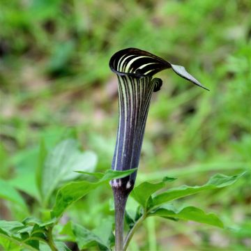Arisaema costatum - Jan op de preekstoel