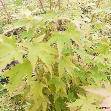 Acer palmatum Red Wood - Japanse esdoorn