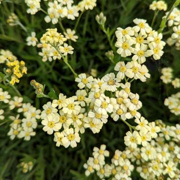 Achillea lewisii King Edward - Duizendblad