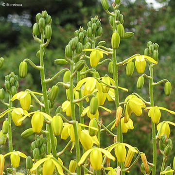 Albuca shawii - Slijmbloem