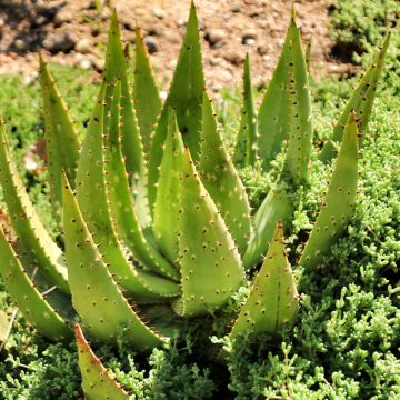 Aloe ferox - Kortbladige aloë