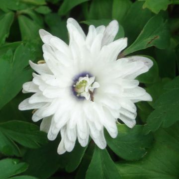 Anemone nemorosa Blue Eyes - Bosanemoon
