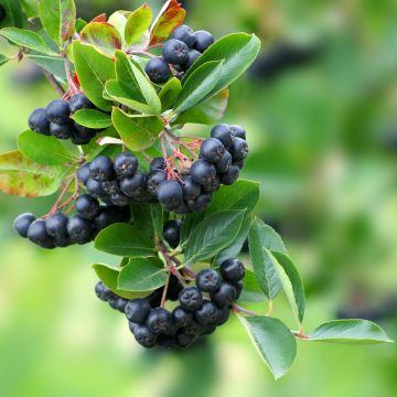 Appelbes Lowberry Little Helpers - Aronia