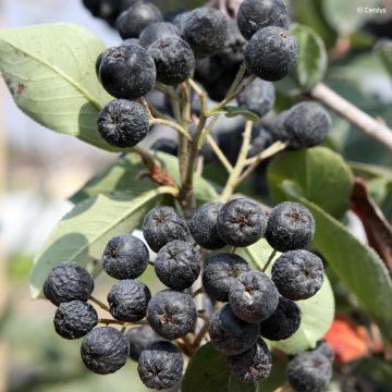Appelbes Rubina - Aronia