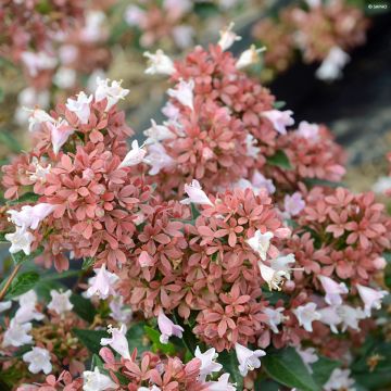 Chinese abelia Raspberry Profusion - Abelia