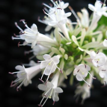 Abelia chinensis White Surprise - Chinese abelia