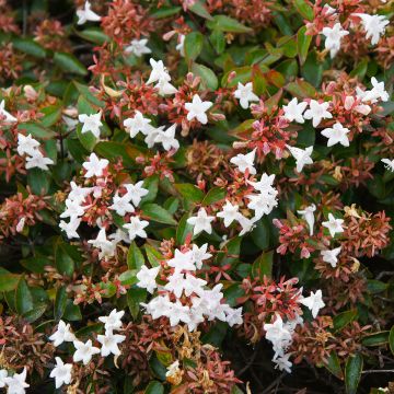 Glanzende abelia Pisto