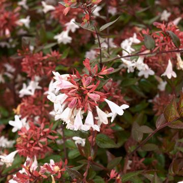 Abelia Semperflorens - Glanzende abelia