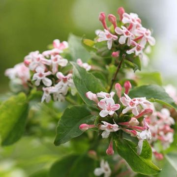 Abelia mosanensis Sweet Emotion - Geurende Koreaanse abelia