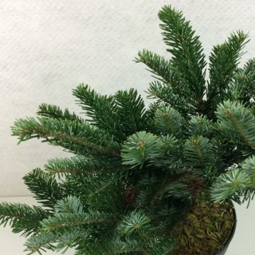 Abies amabilis Spreading Star - Pacifische zilverspar