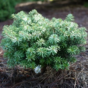 Abies koreana Cis - Koreaanse zilverspar