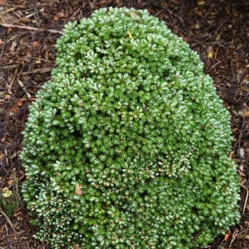 Abies koreana Silberkugel - Koreaanse zilverspar