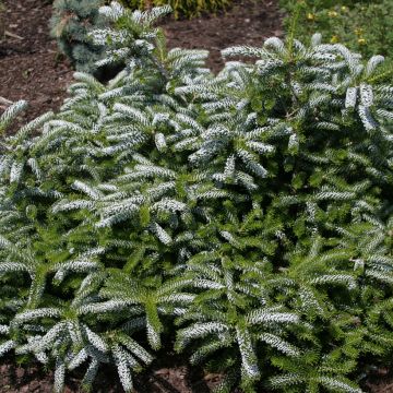 Abies koreana Silver Show - Koreaanse zilverspar