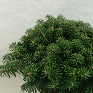 Abies koreana Tundra - Koreaanse zilverspar