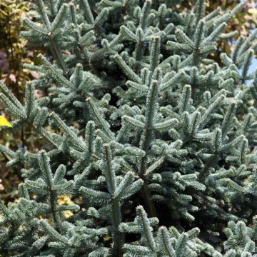 Abies lasiocarpa Argentea - Bergzilverspar