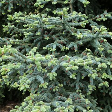 Abies pinsapo Glauca - Spaanse zilverspar