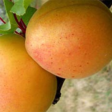 Abrikozenboom Canino BIO