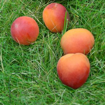 Abrikozenboom Delmast Georges Delbard