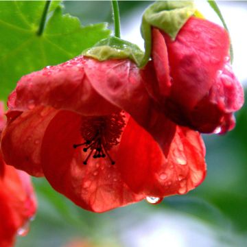 Abutilon Cannington Carol - Chinese lantaarn
