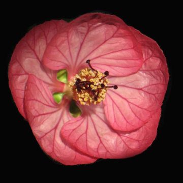 Abutilon Cerise Queen - Chinese lantaarn