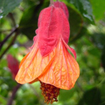 Abutilon Patrick Synge - Chinese lantaarn