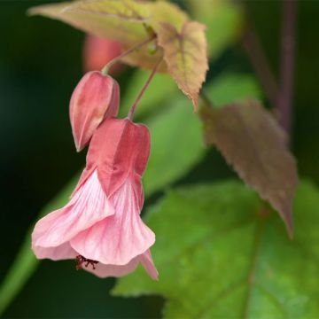 Abutilon Pink Charm - Belgische vlag