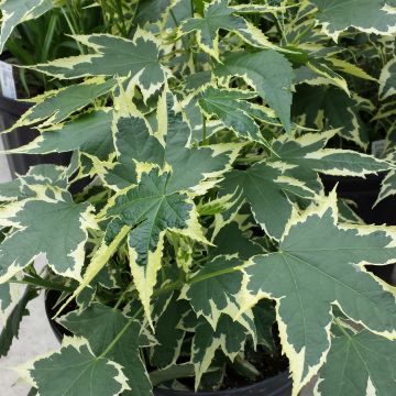 Abutilon Souvenir de Bonn - Chinese lantaarn