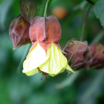 Abutilon megapotamicum Ines - Belgische vlag