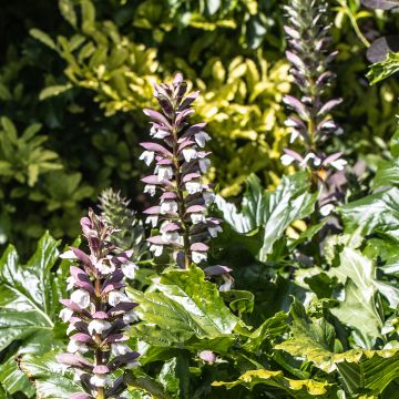 Acanthus hungaricus - Hongaarse berenklauw