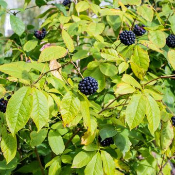 Acanthopanax henryi - Siberische ginseng