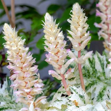 Acanthus mollis Tasmanian Angel - Berenklauw