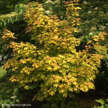 Acer x orientalia Minorient -  Esdoorn