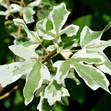 Acer campestre Carnival - Veldesdoorn