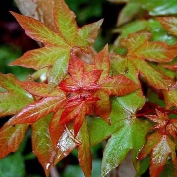 Acer cappadocicum Rubrum - Colchische esdoorn Rubrum
