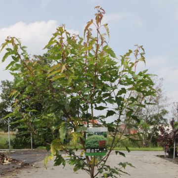 Acer tataricum subsp. ginnala Bailey Compact - Amoer-esdoorn