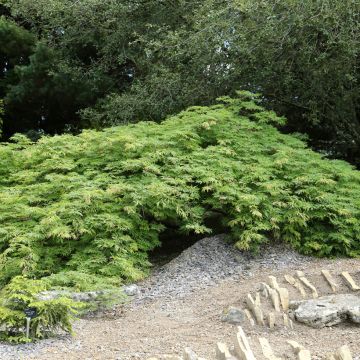 Acer japonicum Green Cascade - Japanse esdoorn