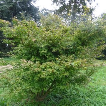 Acer palmatum Beni Tsukasa - Japanse esdoorn