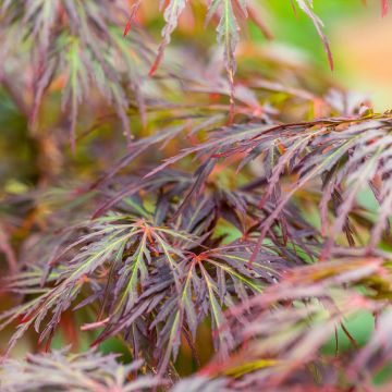 Acer palmatum Dissectum Ornatum - Japanse esdoorn