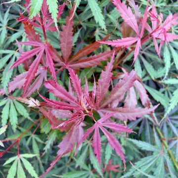 Acer palmatum Jerre Schwartz - Japanse esdoorn