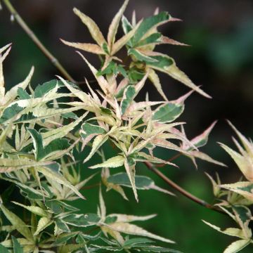 Acer palmatum Kagiri-nishiki Roseomargina - Japanse esdoorn