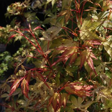 Acer palmatum Katsura - Japanse esdoorn