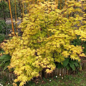 Acer palmatum Orange Dream - Japanse esdoorn