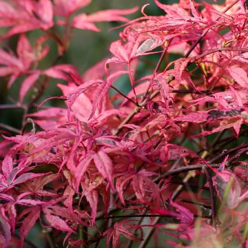Acer palmatum Pink Passion - Japanse esdoorn