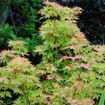Acer palmatum Sangokaku Senkaki - Japanse esdoorn